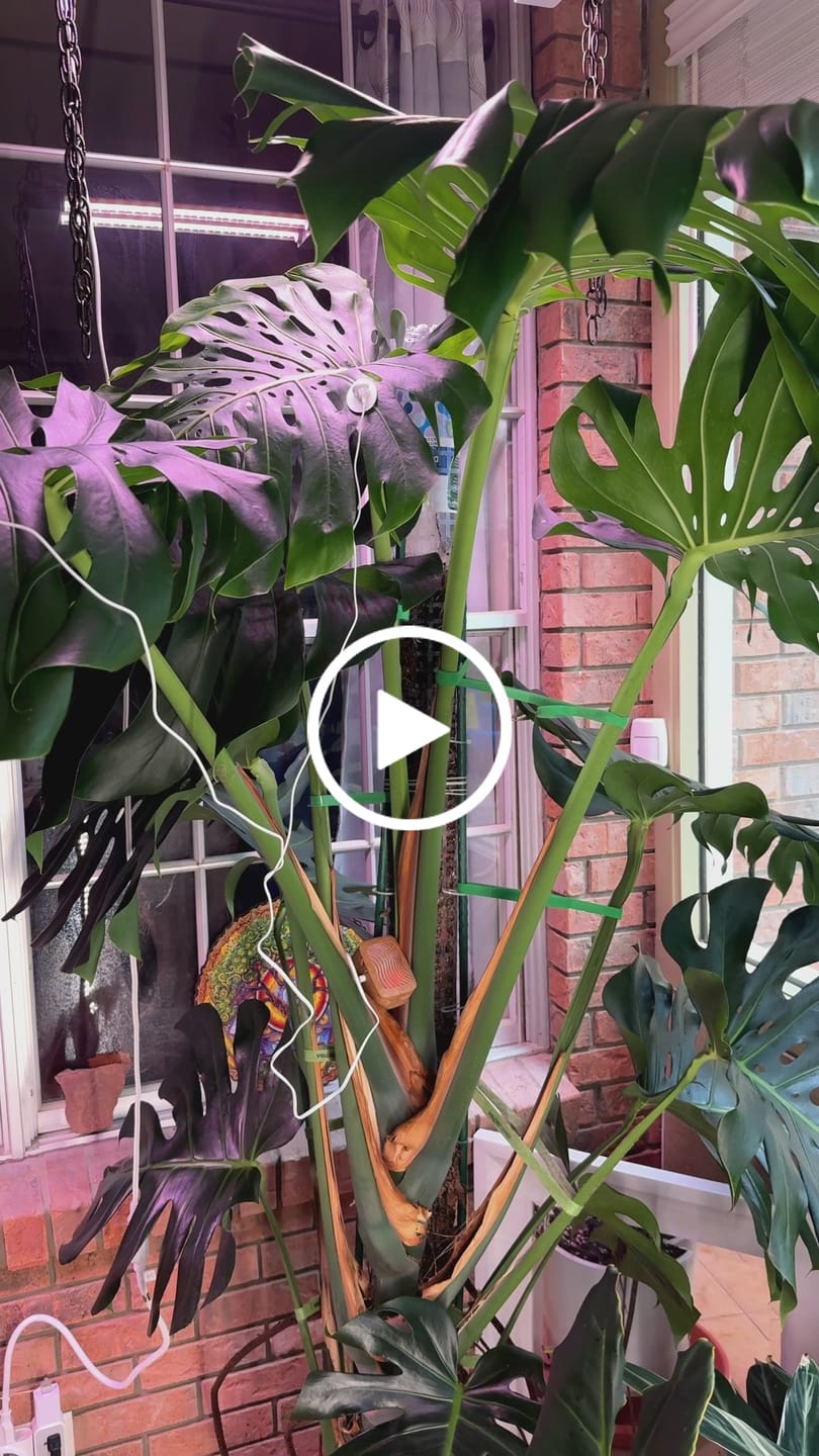 Customer video review of PlantWave