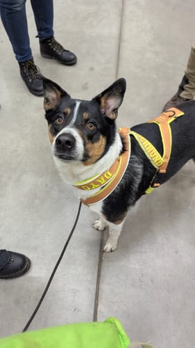 Rezensent zeigt seinen aufmerksamen Hund Dayo, der dank Relax Time ausgeglichen wirkt.