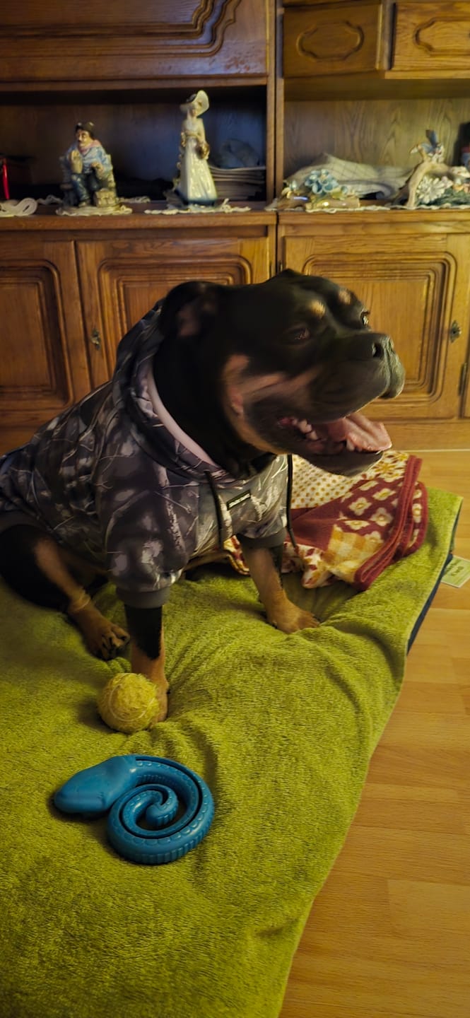 Customer photo review of Concrete Wood Dog Hoodie - Asphalt
