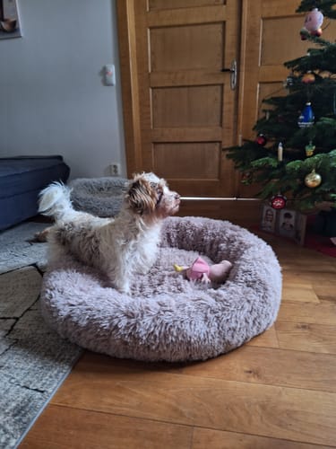 Customer photo review of Puppery Hundebett Wolke 7 - Das Original