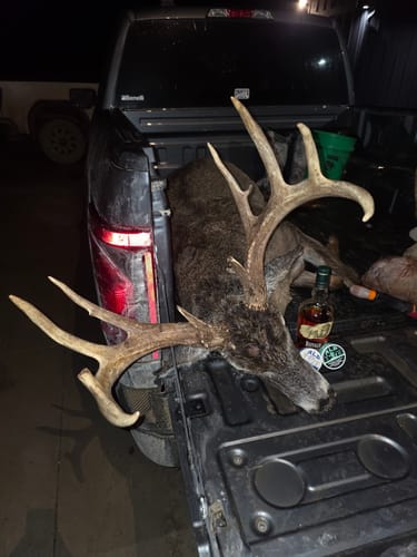 Reviewer's can of Chilled Mint Nicotine Pouches in a truck bed next to a large harvested deer with impressive antlers.