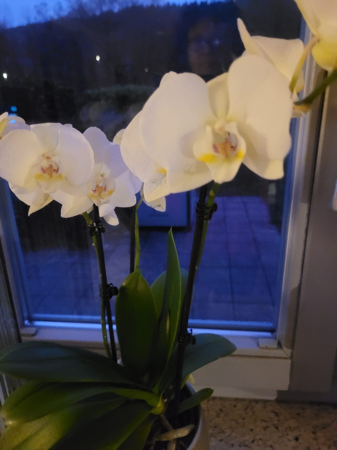 Customer photo review of Table Dance Weiß mit weißen Blüten und 2 Rispen