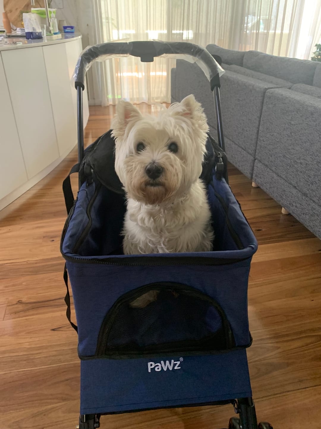 Customer photo review of Large Dog Stroller Cruiser