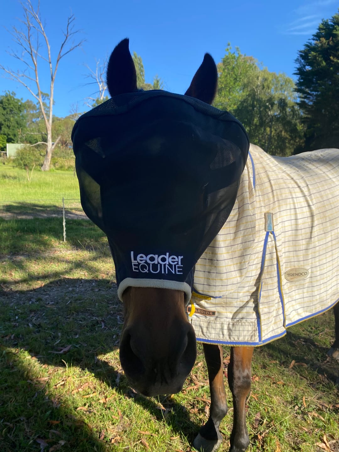 Customer photo review of LE Outback Flymask Original