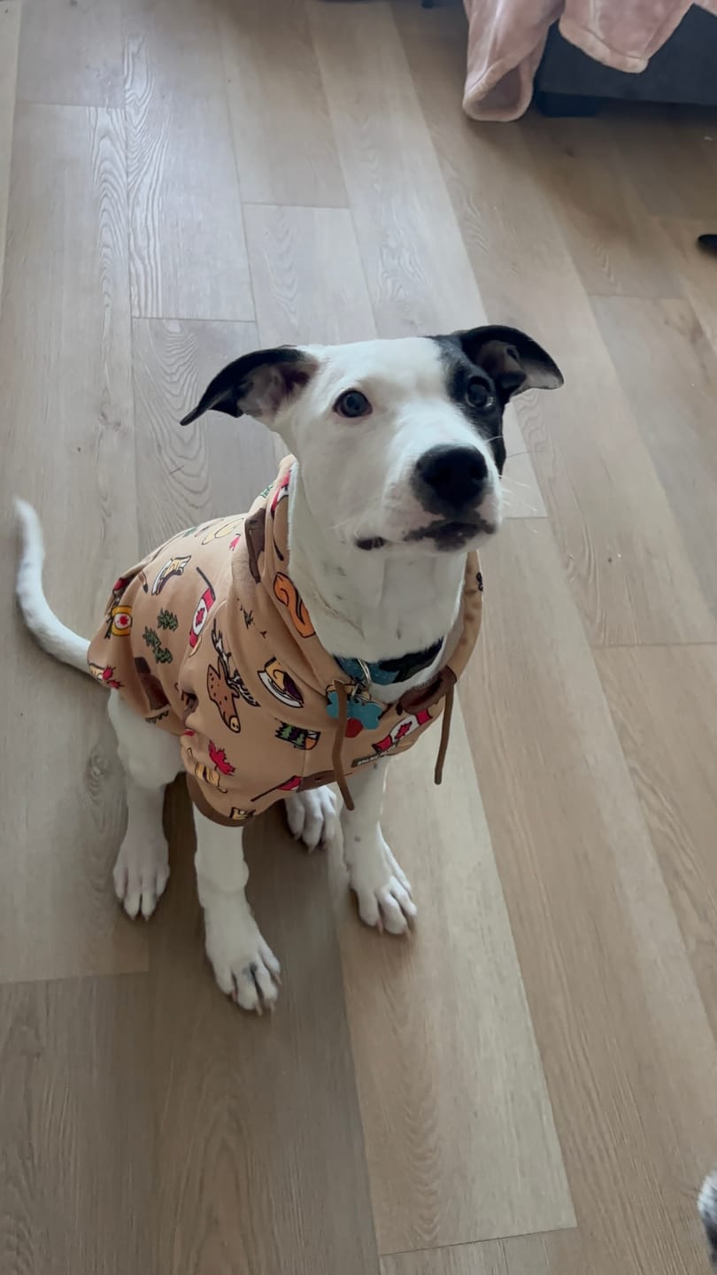 Customer photo review of Canada Dog Hoodie