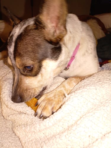 Customer's dog with a pink collar lies on a blanket, chewing on a Long-Lasting Yak Chew.