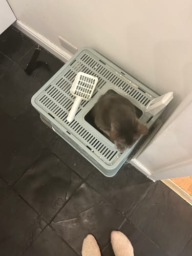 Customer photo review of 3 Month Supply - 1 Cat