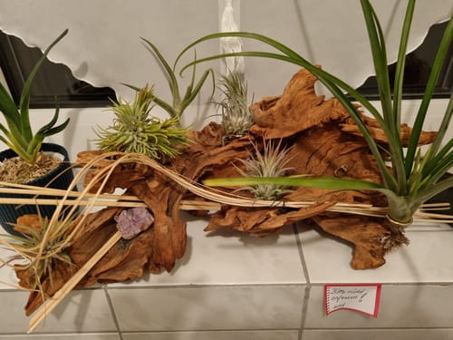 Customer photo review of Tillandsia Ionantha 'fuego' - Pulk