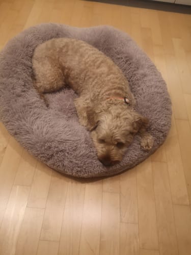 Customer photo review of Puppery Hundebett Wolke 7 - Das Original