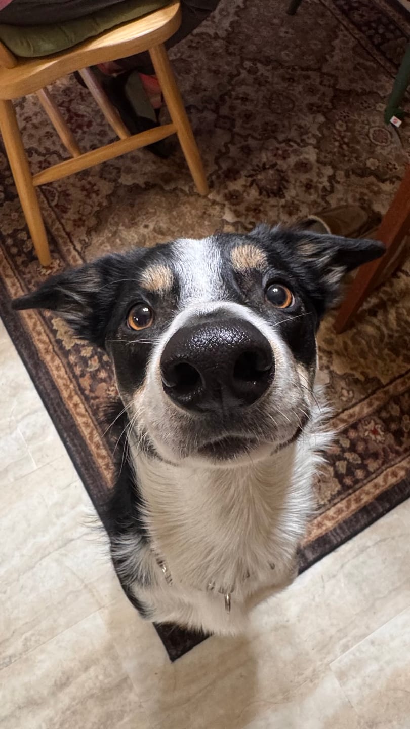 Customer photo review of Freeze Dried Goods - Chicken - Mini Dog Treats