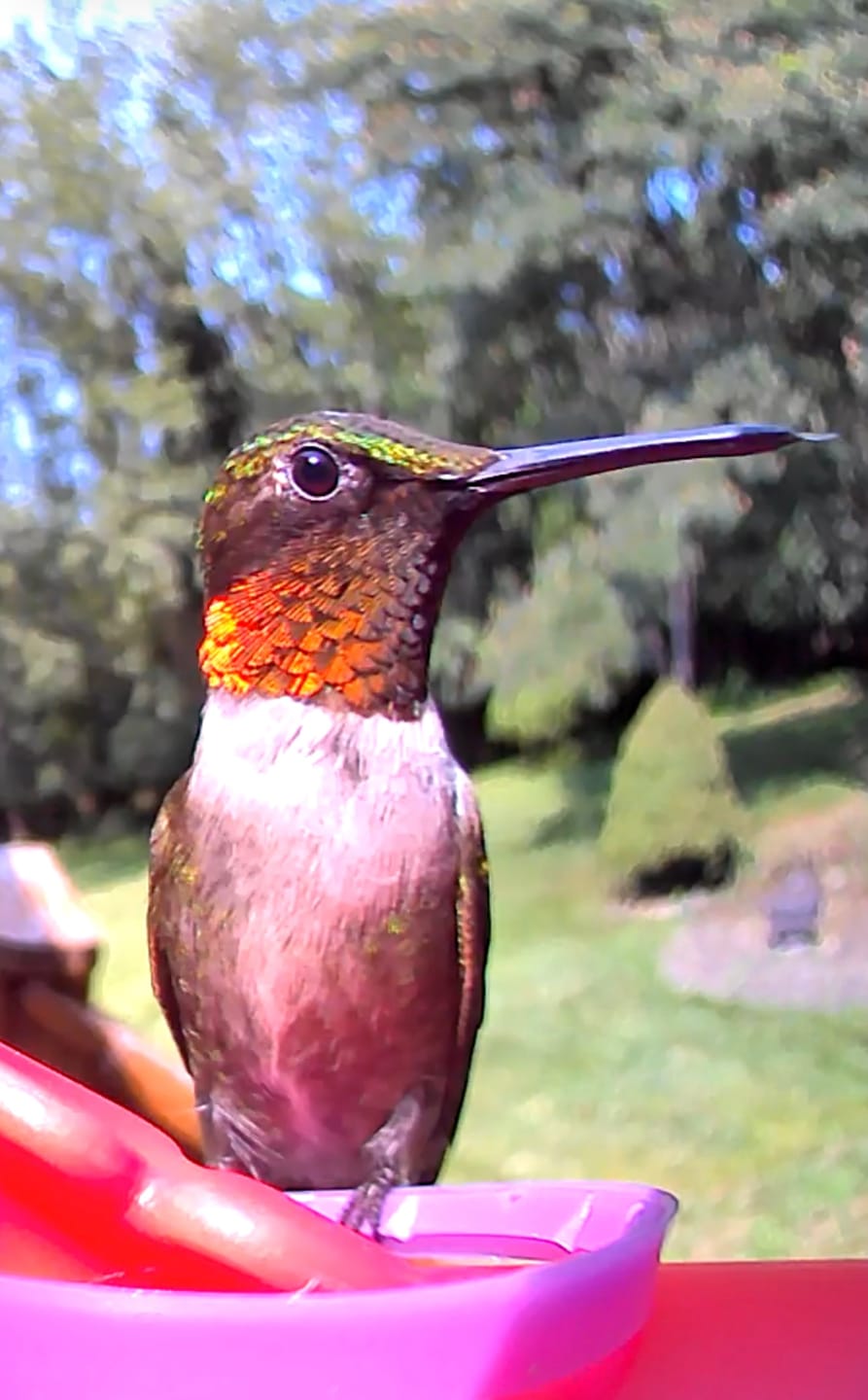 Customer photo review of Birdfy Hum Feeder - Hummingbird Feeder with Camera