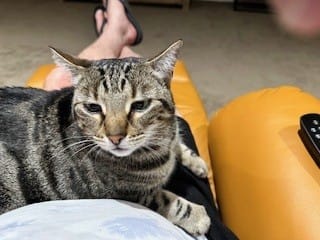 Customer photo review of 3 Month Supply - 2 Cats