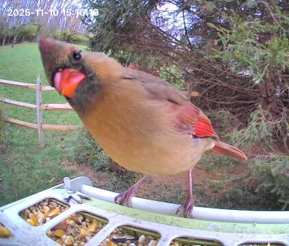 Customer photo review of Birdfy Feeder Metal - Smart Metal Feeder with Camera