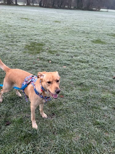 Customer photo review of Disney© Tough Trails™ Harness - Lady + The Tramp