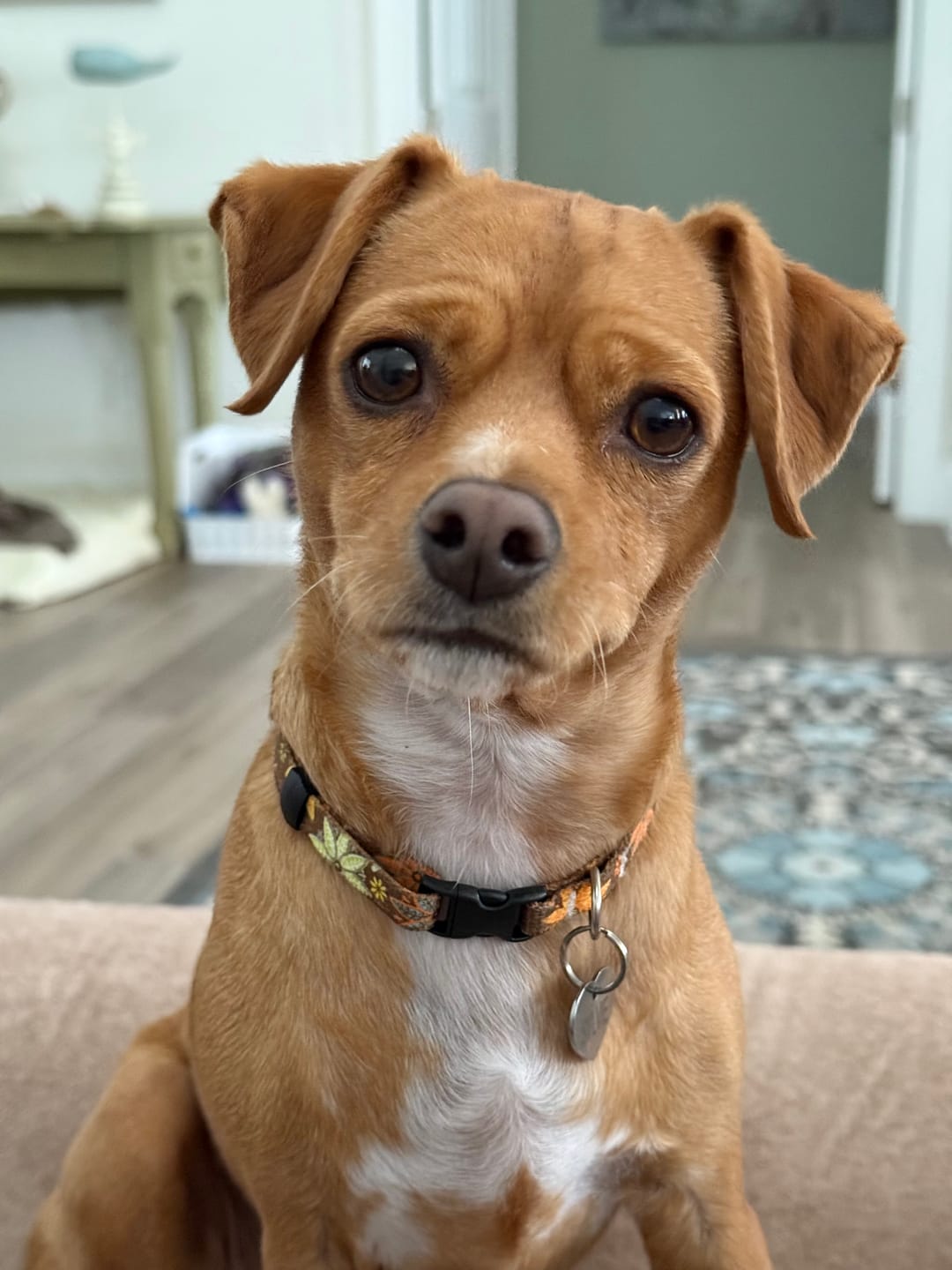 Customer photo review of Custom Engraved Pet Portrait Keychain
