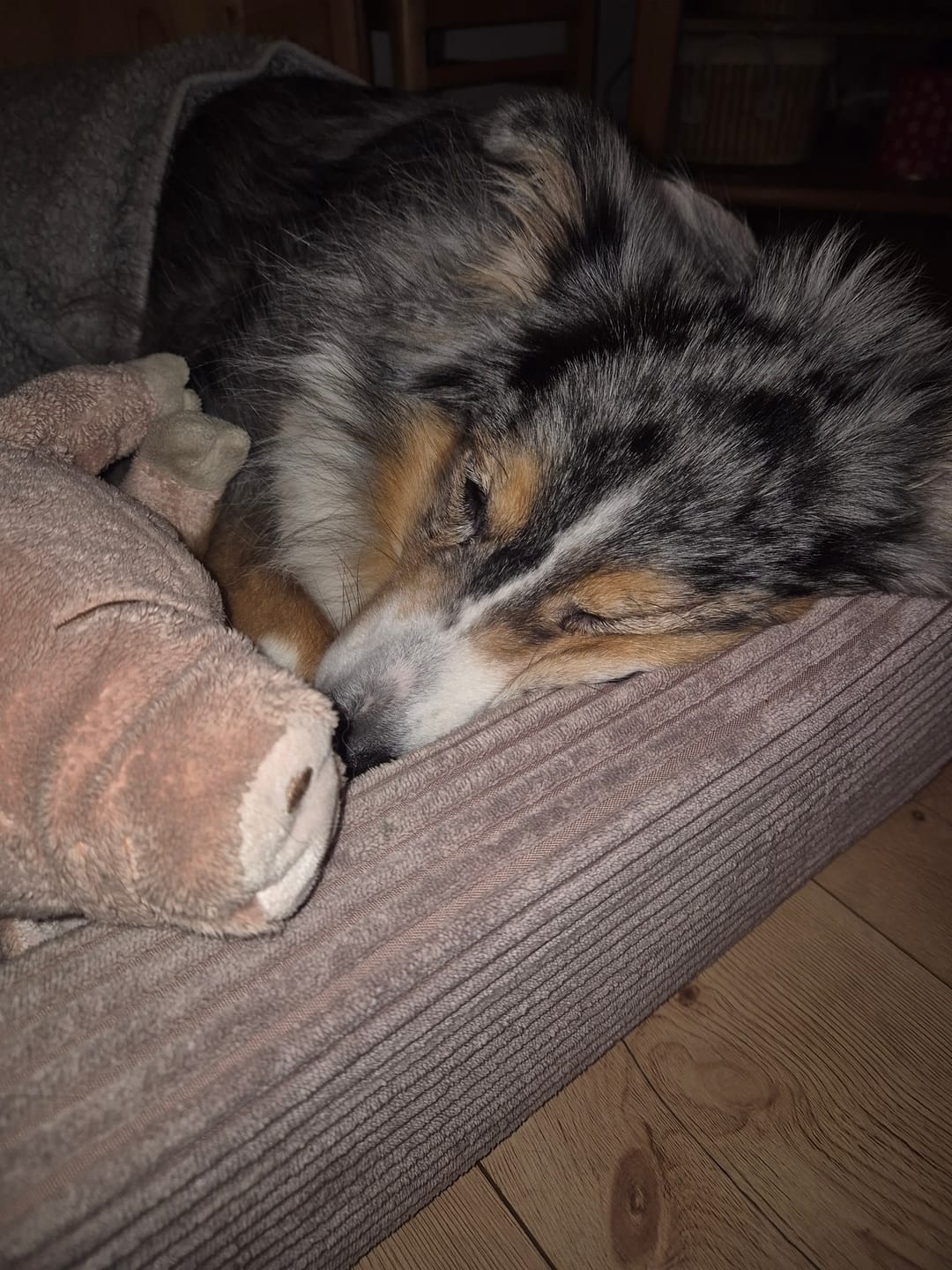 Customer photo review of Wohlfühlsnacks für Hunde bei Stress, Angst, Unruhe & Hyperaktivität