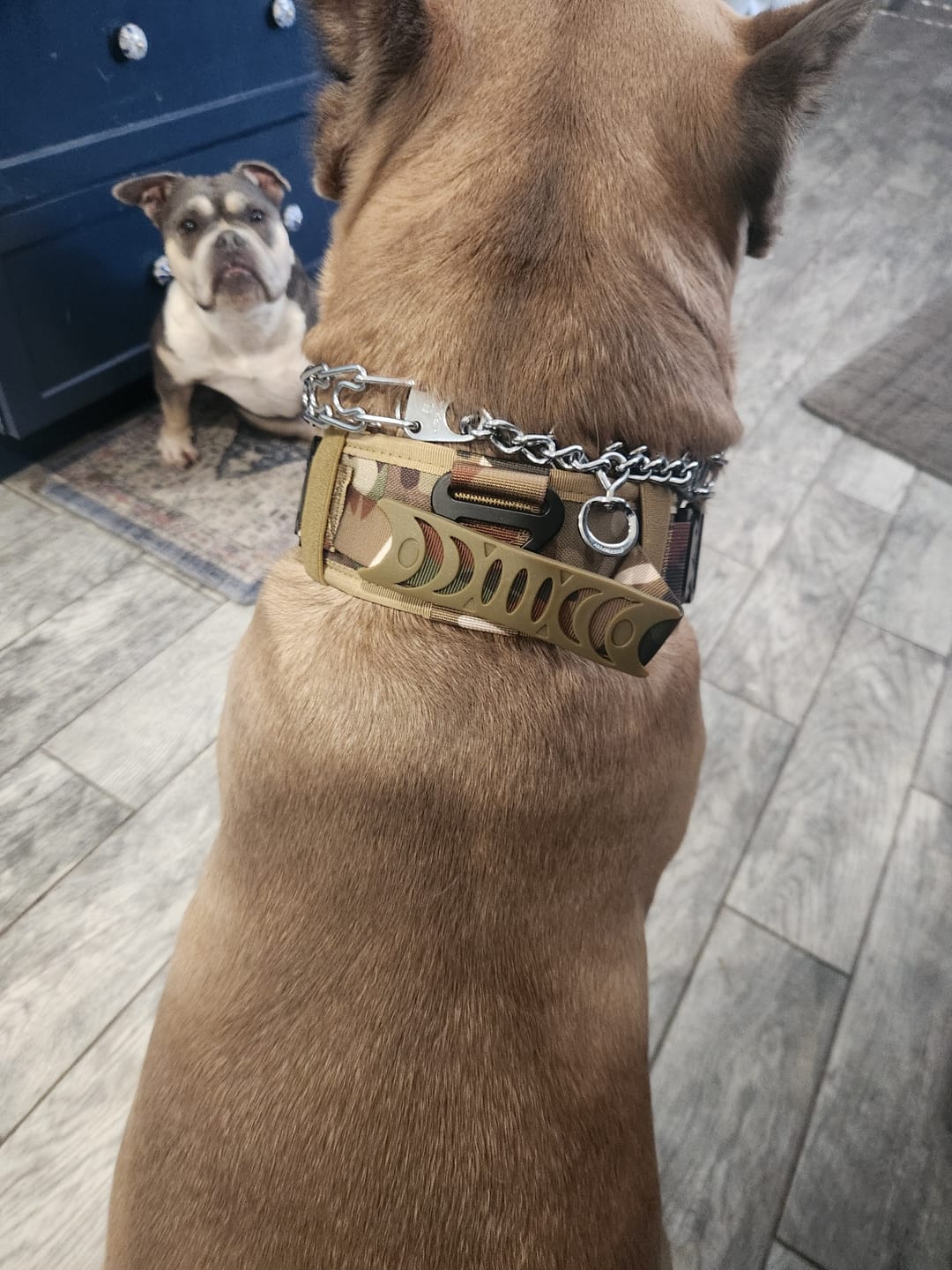 Customer photo review of 2.5" ProGuard Collar