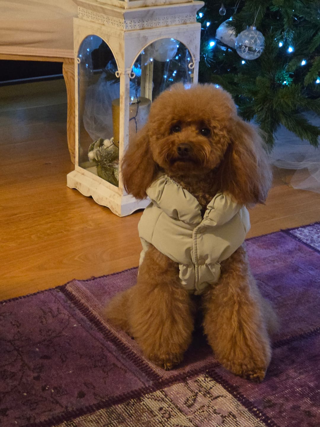 Customer photo review of Sweet Bomber