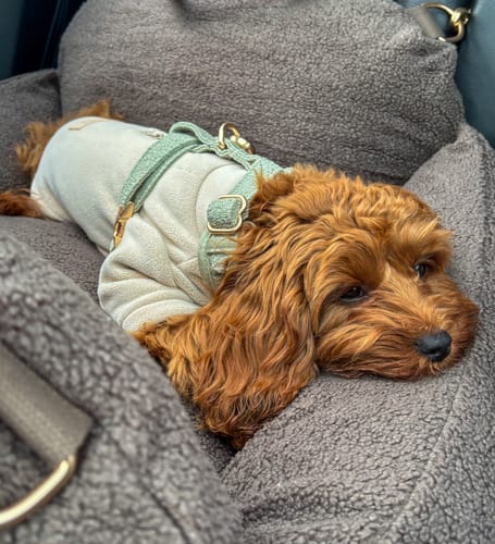 Customer photo review of Matcha┃Bouclé Adjustable Harness