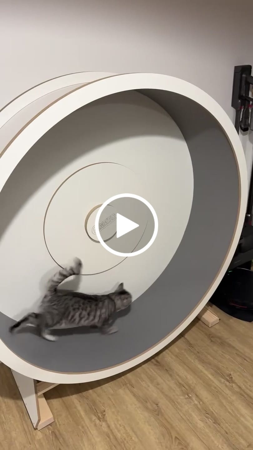 Customer video review of Elmato Katzenlaufrad Rocky Standmodell