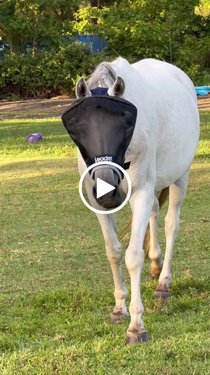 Customer video review of LE Outback Flymask Original