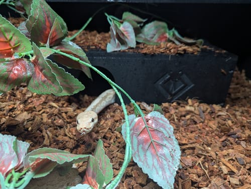 Customer photo review of BlackBox Hides Extra Long 14.5x10x5"
