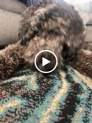 Customer video review of Mint Yak Chews