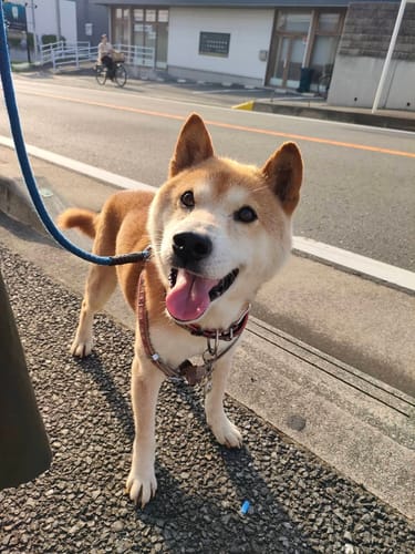 Customer photo review of 本物そっくり！愛犬キーホルダー♪