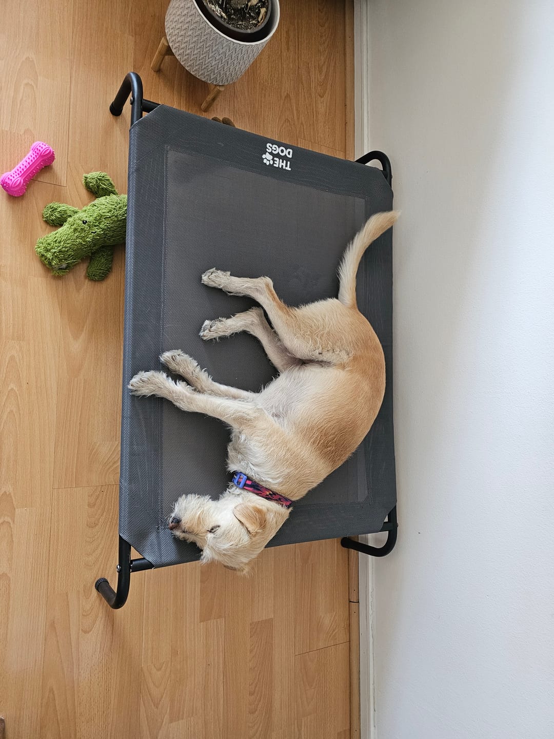 Customer photo review of Cama Elevada THE DOGS: Frescura y Ventilación