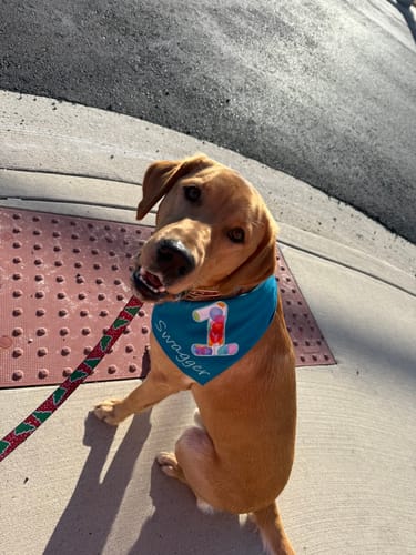 Customer photo review of Standard Personalized Dog Party Pack