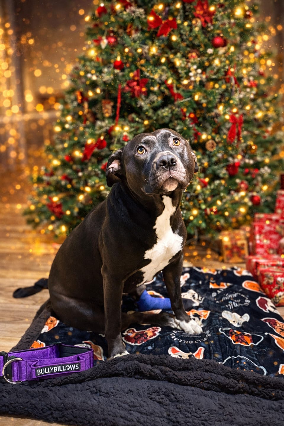 Customer photo review of Black Edition | Luxury Dog & Human Blanket