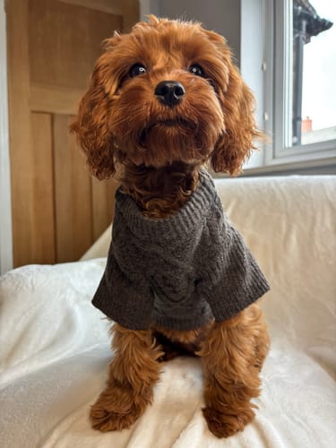 Customer photo review of Chocolate | The Capsule Cable Knit