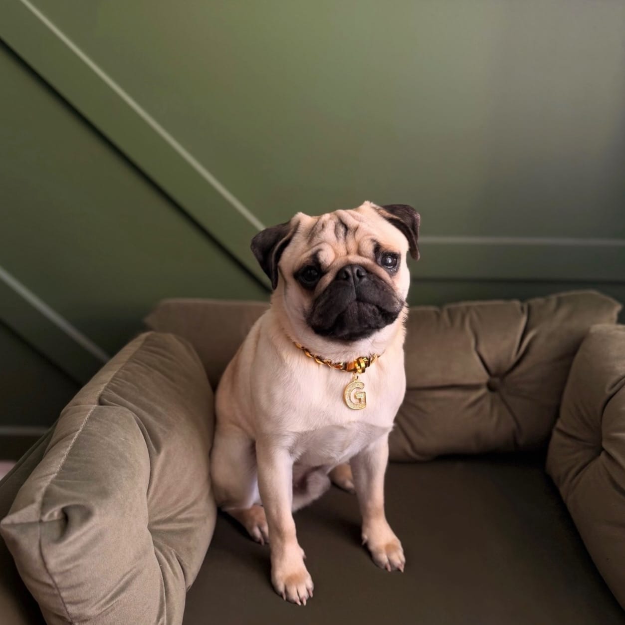 Customer photo review of Gold Chain Dog Collar 20mm