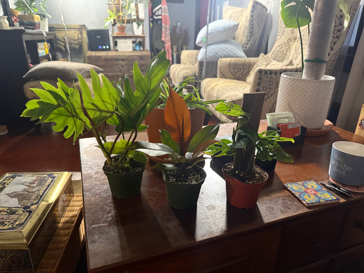 Customer photo review of Philodendron mayoi