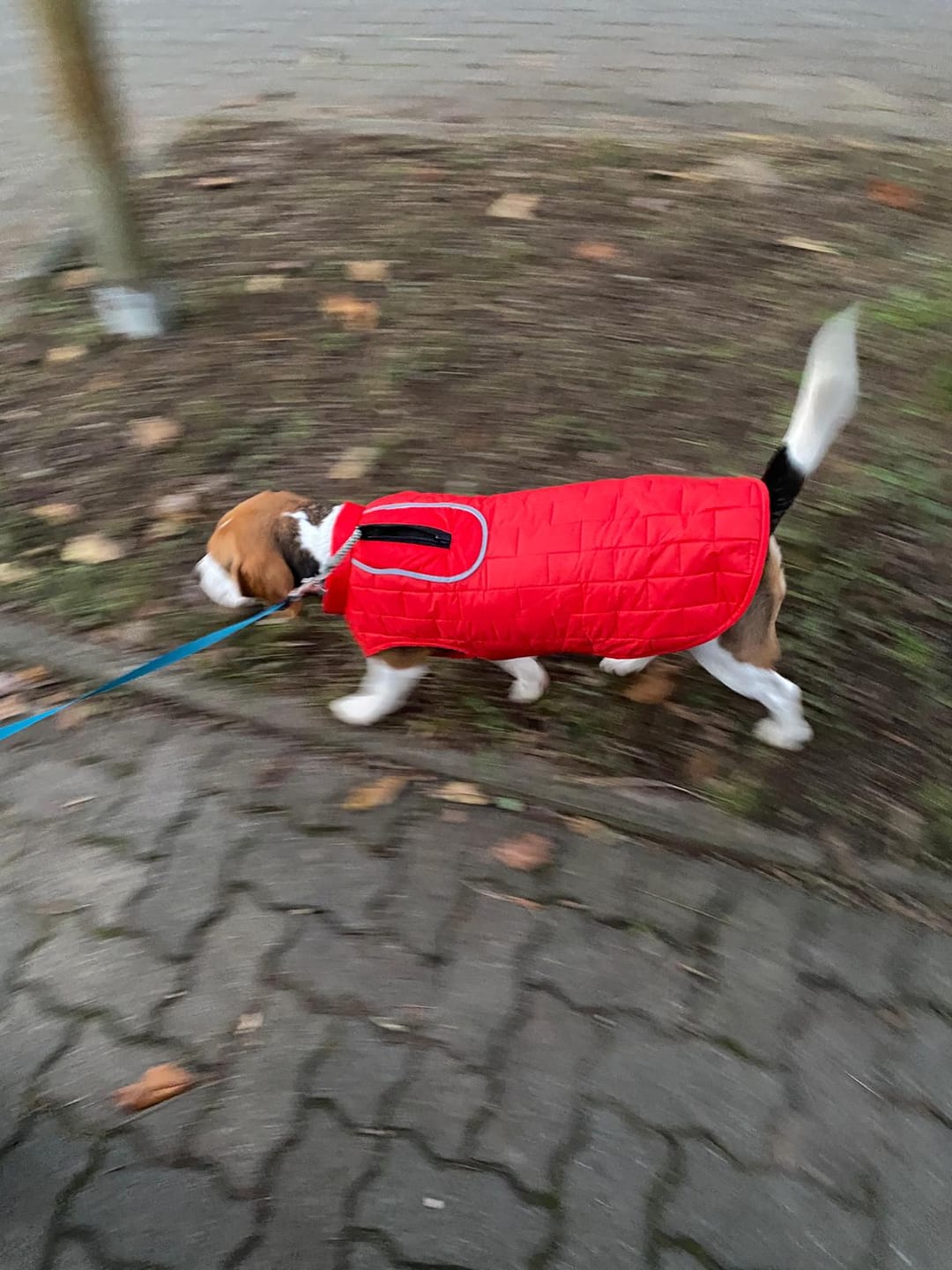Customer photo review of Emmalove - Wasserdichte Hundeweste
