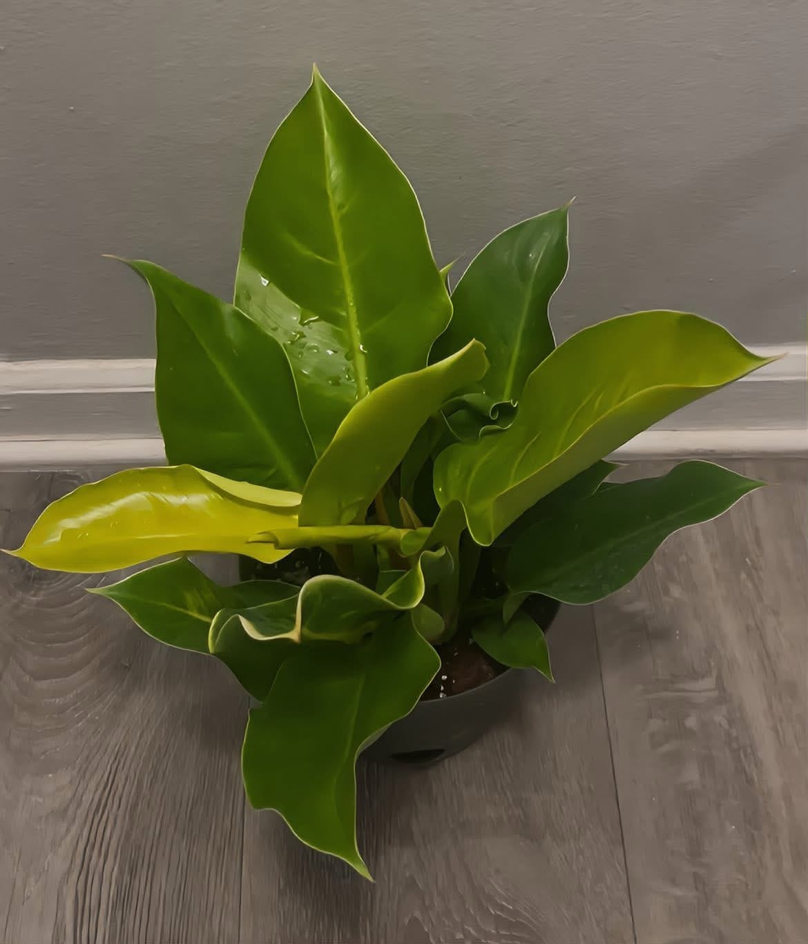 Customer photo review of Philodendron 'Moonlight'