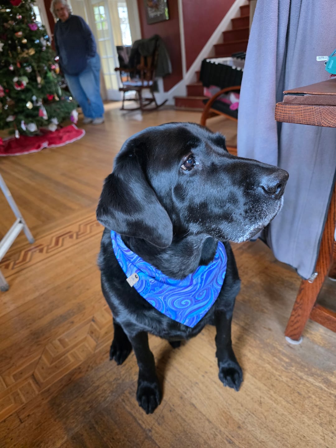 Customer photo review of Sea Turtle Pet Bandana