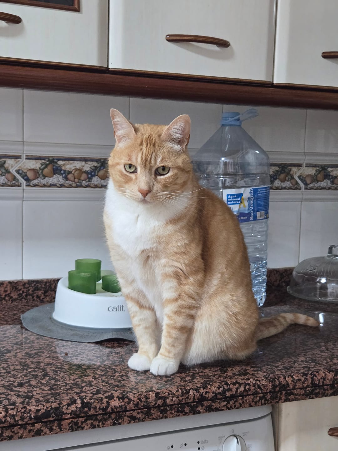 Customer photo review of Cat Sterilized