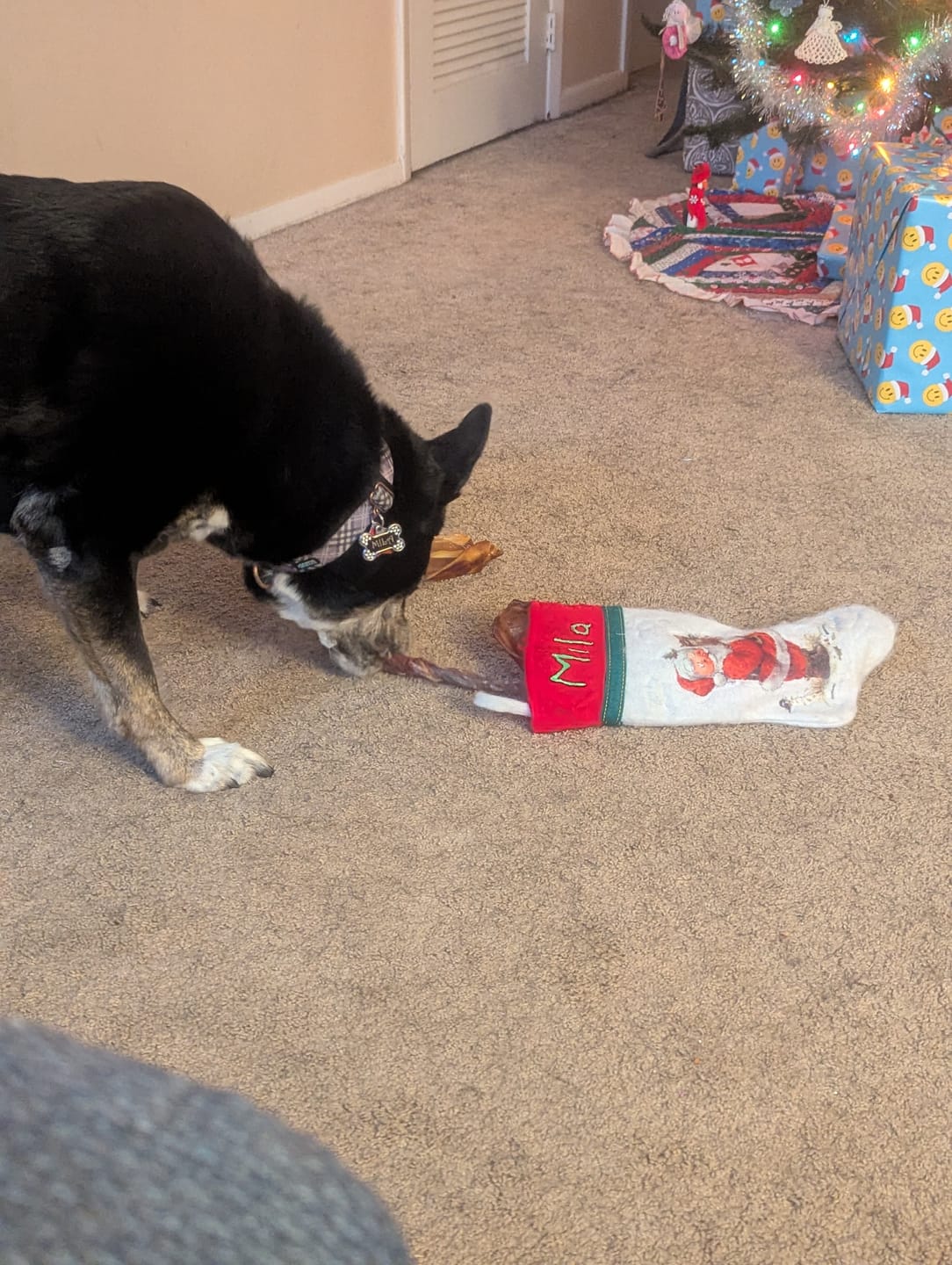 Customer photo review of 12 Inch Braided Jerky Stick