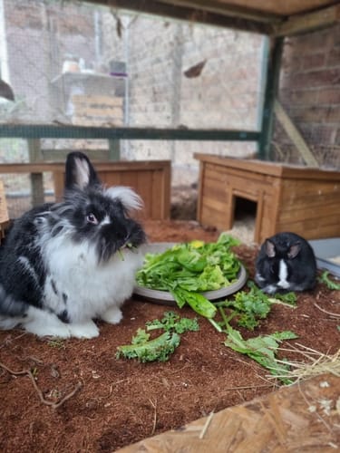 Zwei Kaninchen eines Kunden fressen in ihrem Stall auf einer dicken Schicht Kleintiereinstreu.