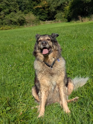 Kunde zeigt seinen glücklichen Hund, der in einer Rezension für Active Hips auf einer grünen Wiese sitzt.