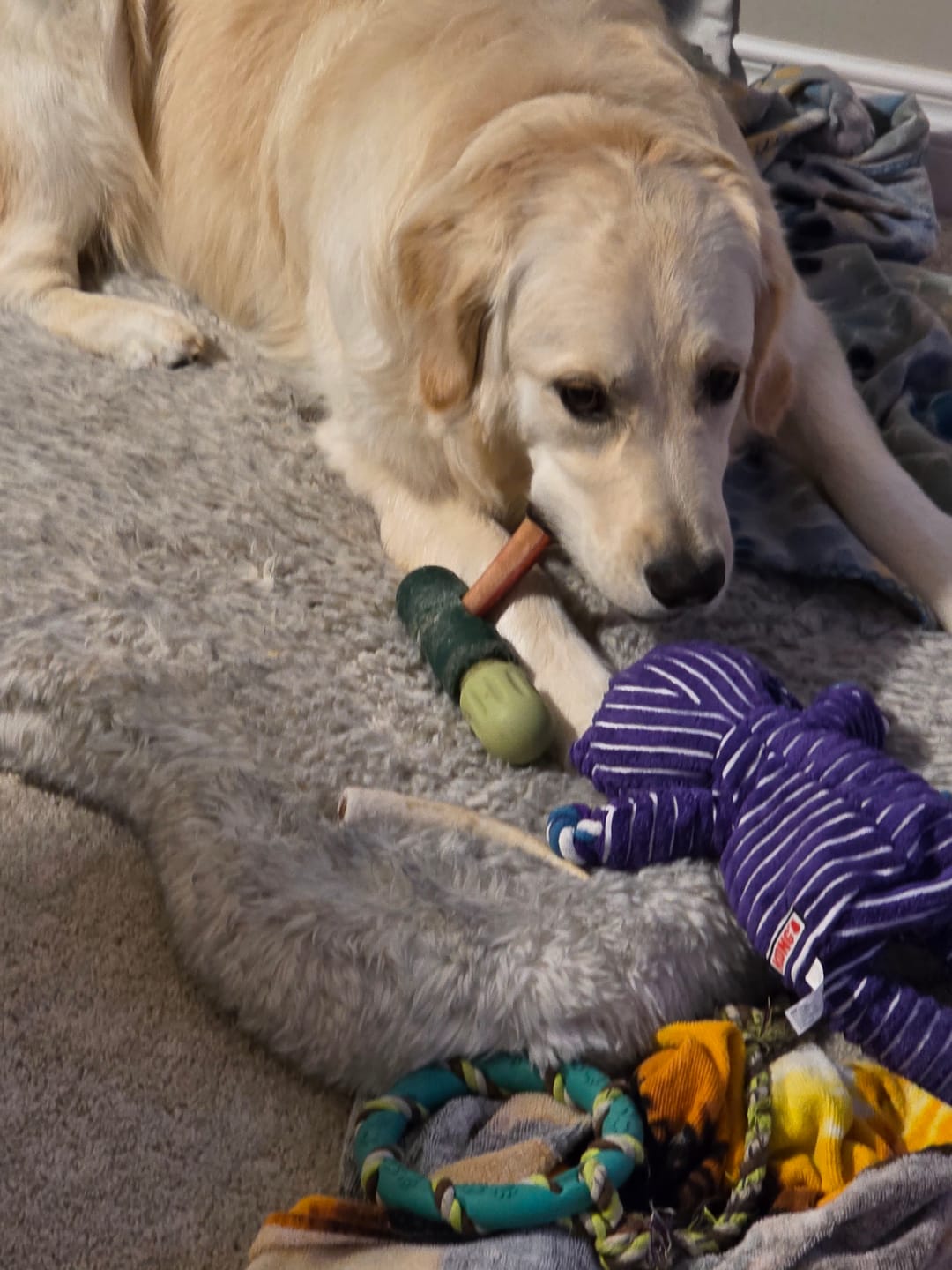Customer photo review of 6 Inch Thick Bully Stick