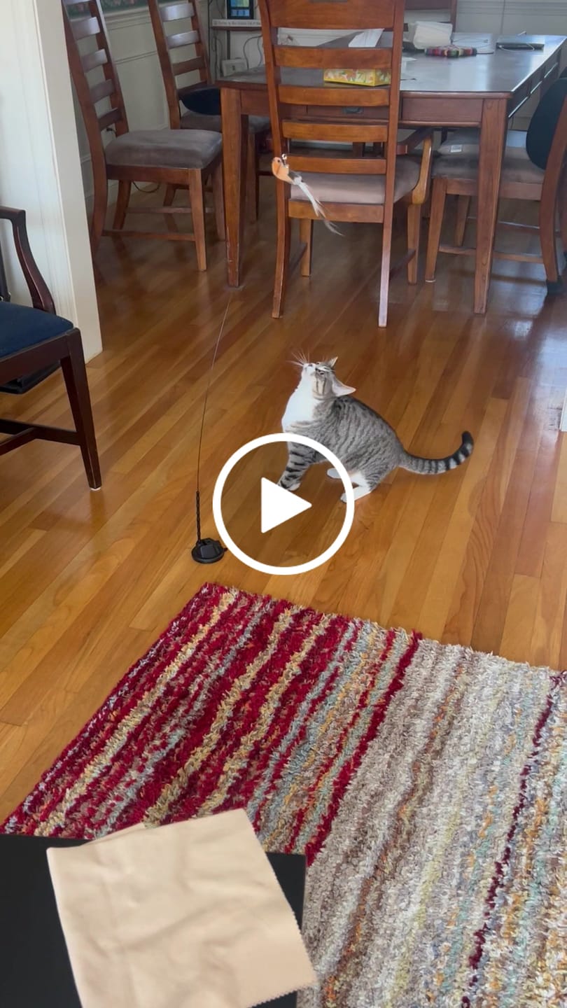 Customer video review of Interactive Bird Simulation Cat Toy Set