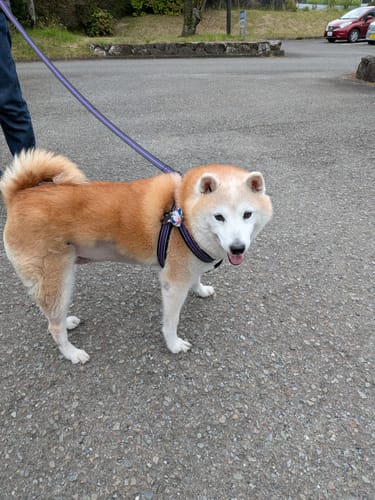 Customer photo review of FunFunPet 高機能ハーネス（お名前タグ作成サービス付き）