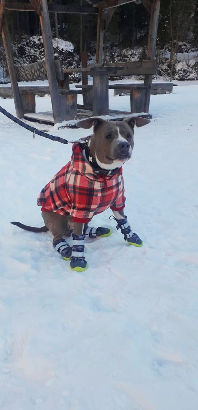 Customer photo review of Red Plaid Dog Hoodie