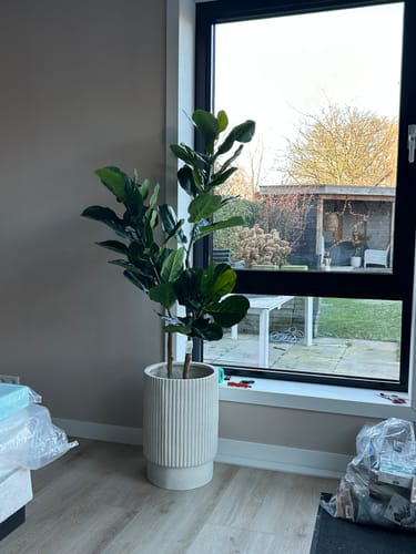 Customer photo review of Ficus Kunstplant 150cm