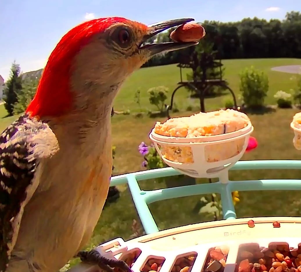 Customer photo review of Birdfy Feeder - AI-Powered Smart Bird Feeder with Camera