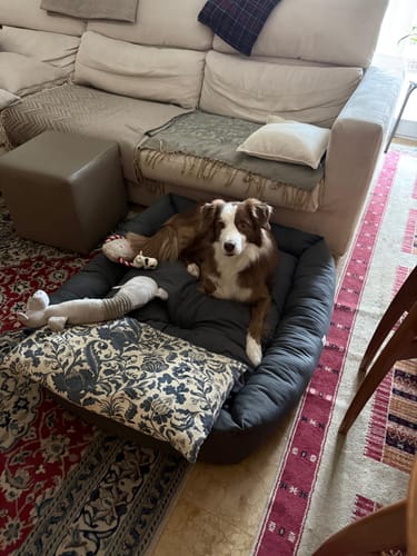 Customer photo review of Divanetto Cotone Siena Grigio Scuro