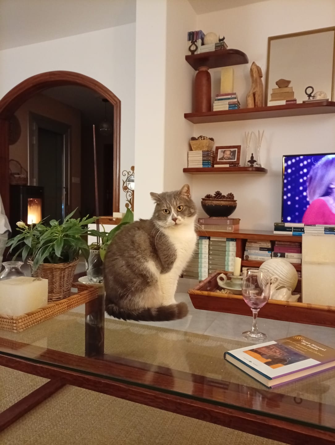 Customer photo review of Grain Free Cat Adult