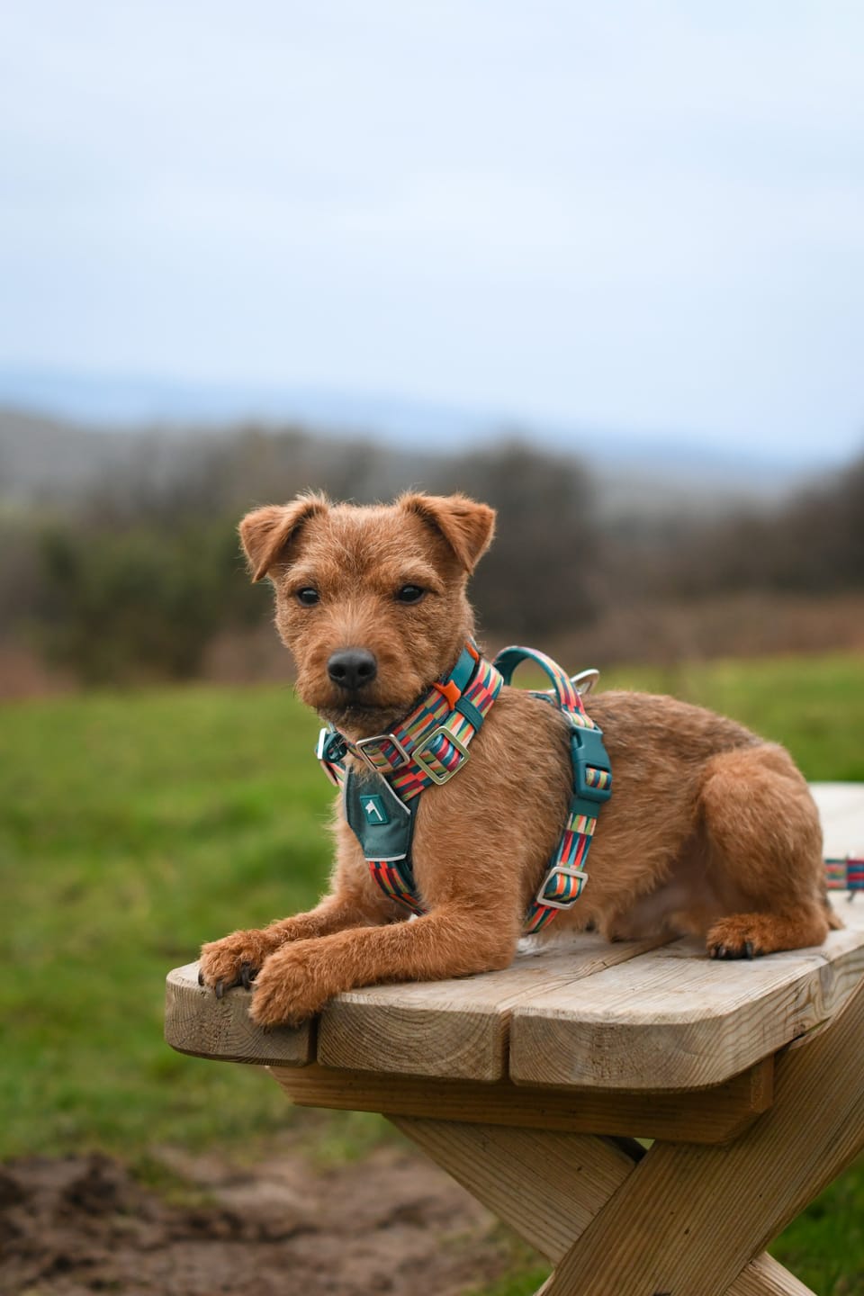 Customer photo review of Horizon Harness